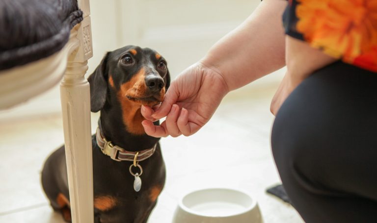 Pet Care Services | Bridgewater Home Care