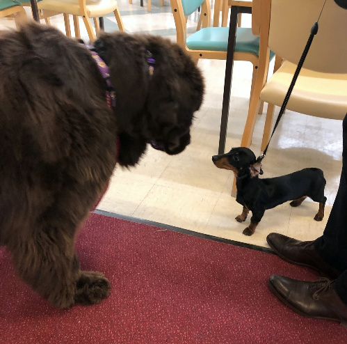 Dogs helping dementia patients