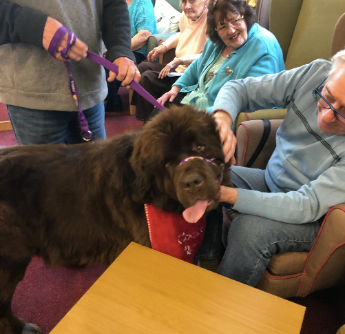 Pets with dementia patients