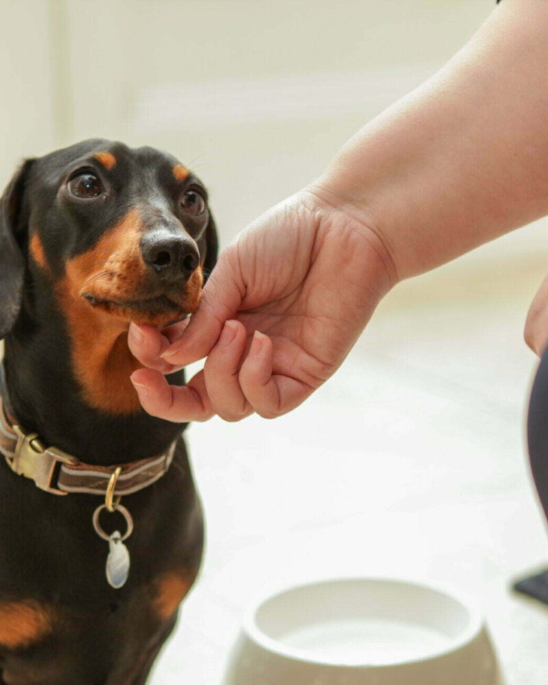 Pet Care Services | Bridgewater Home Care